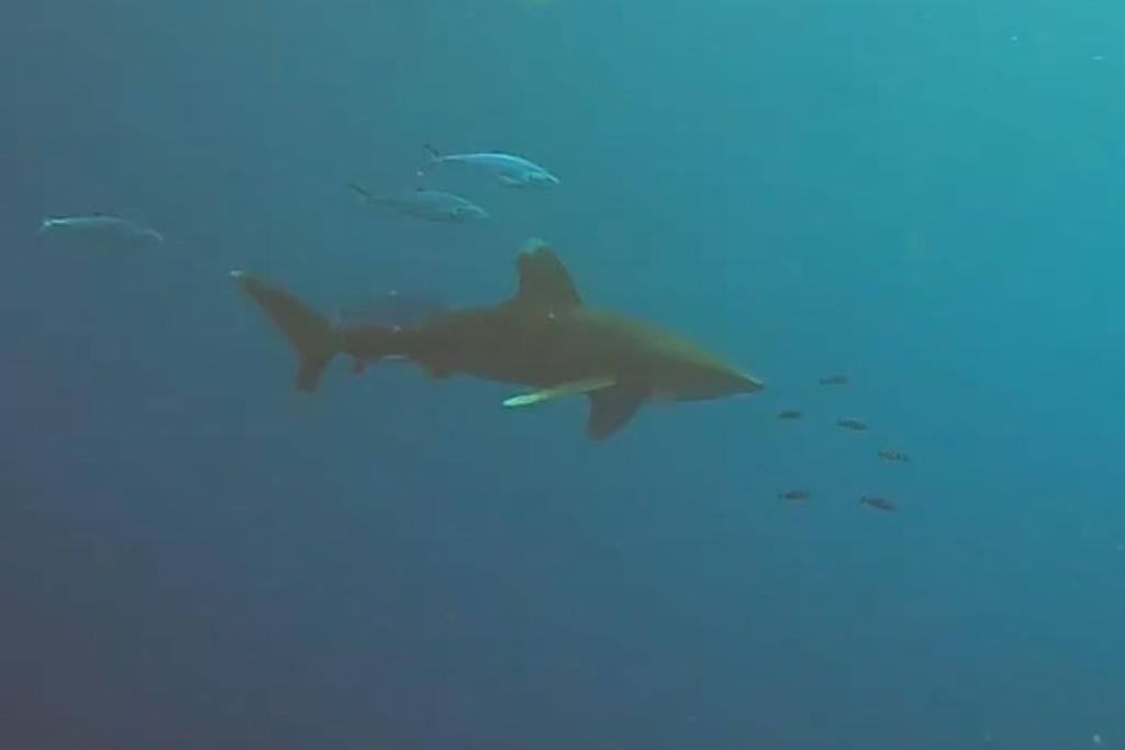 Shark Attack Sighting GoPro 