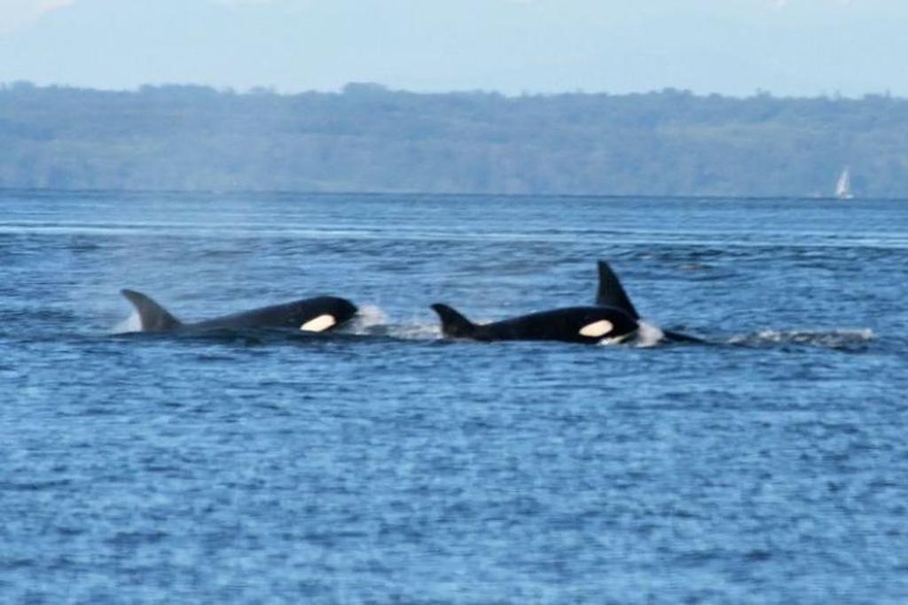 Orcas Killer Whale Sighting