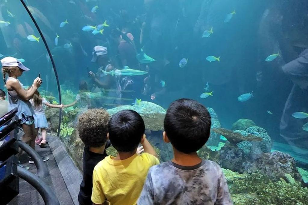 Kids Aquarium TikTok Viral