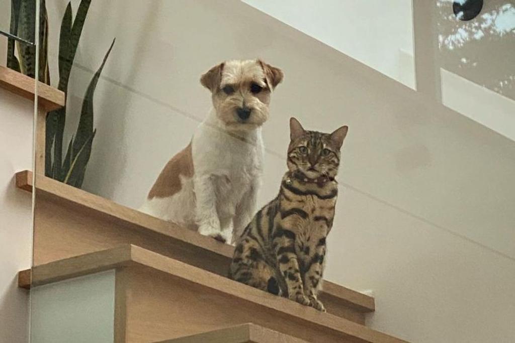 Dog Cat Staircase Giada