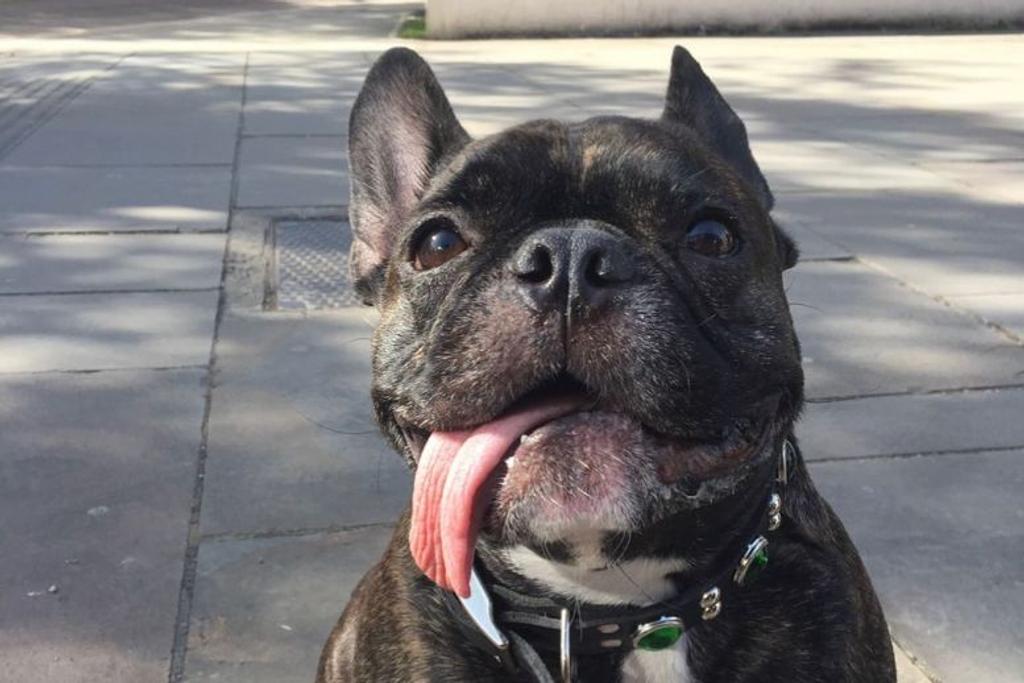 French Bulldog Tongue Out