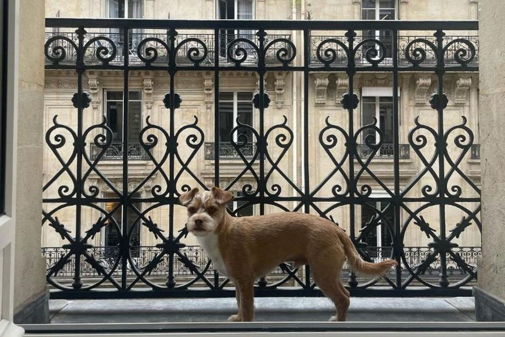 Lily Collins Dog Paris