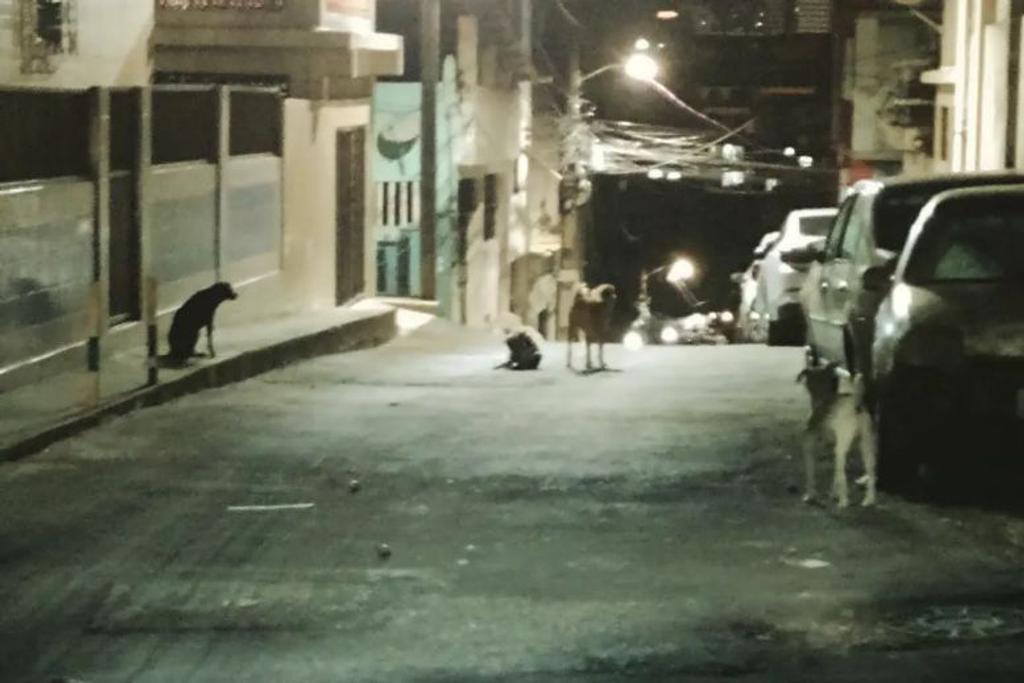 Brazil Stray Street Dogs