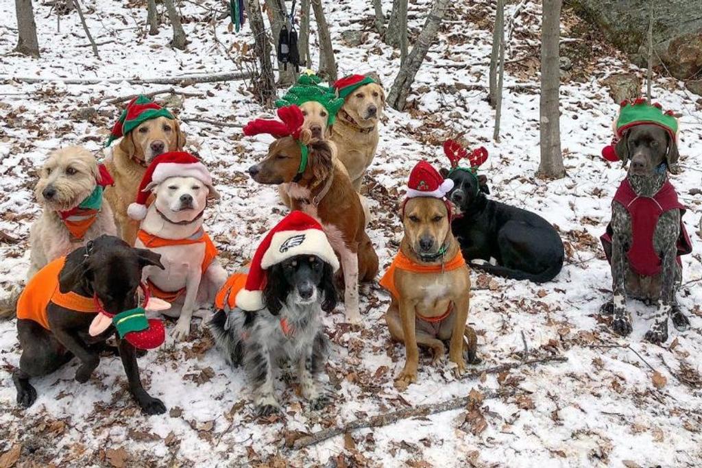 Funny Christmas Dog Costumes