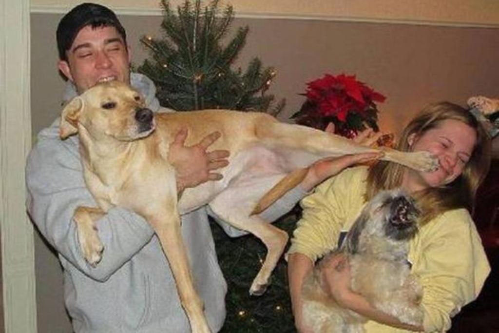 Funny Christmas Photos Dog Fail