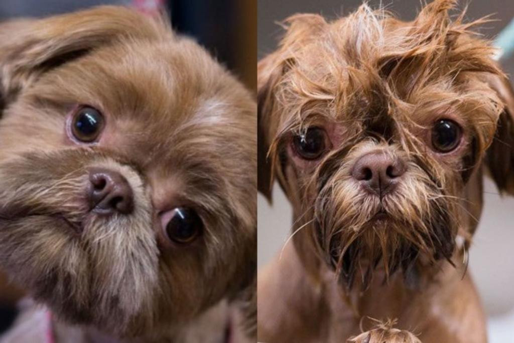 Dogs Before After Bath Funny