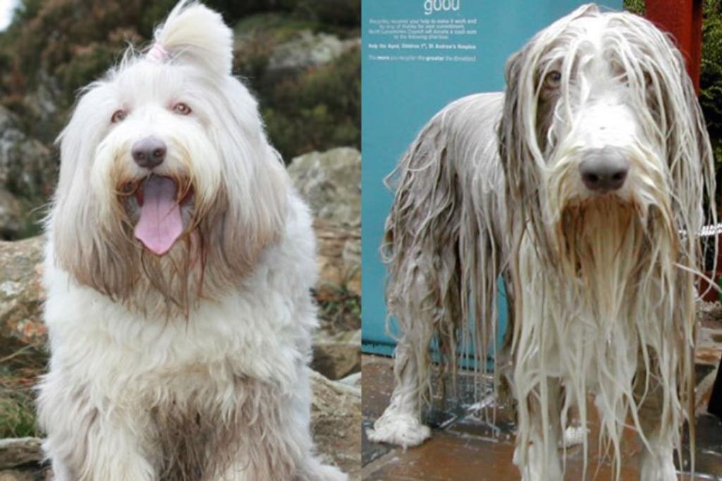 Pets Before After Bath Funny