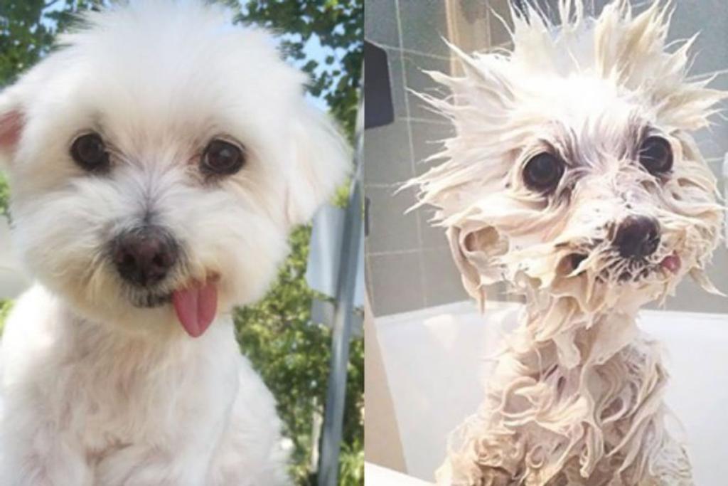 Dogs Before After Bath