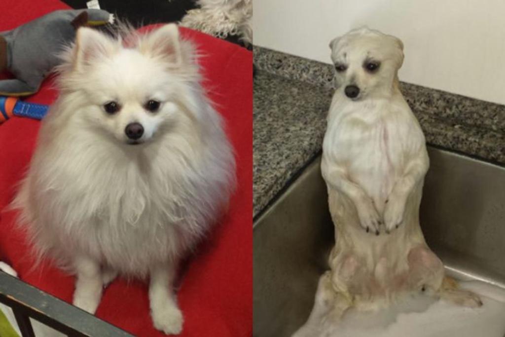 Dogs Before After Bath