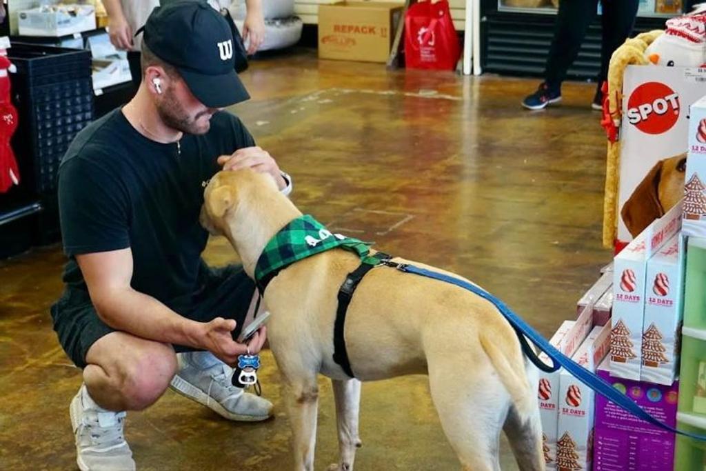 Pitbull Adoption Heartwarming Story