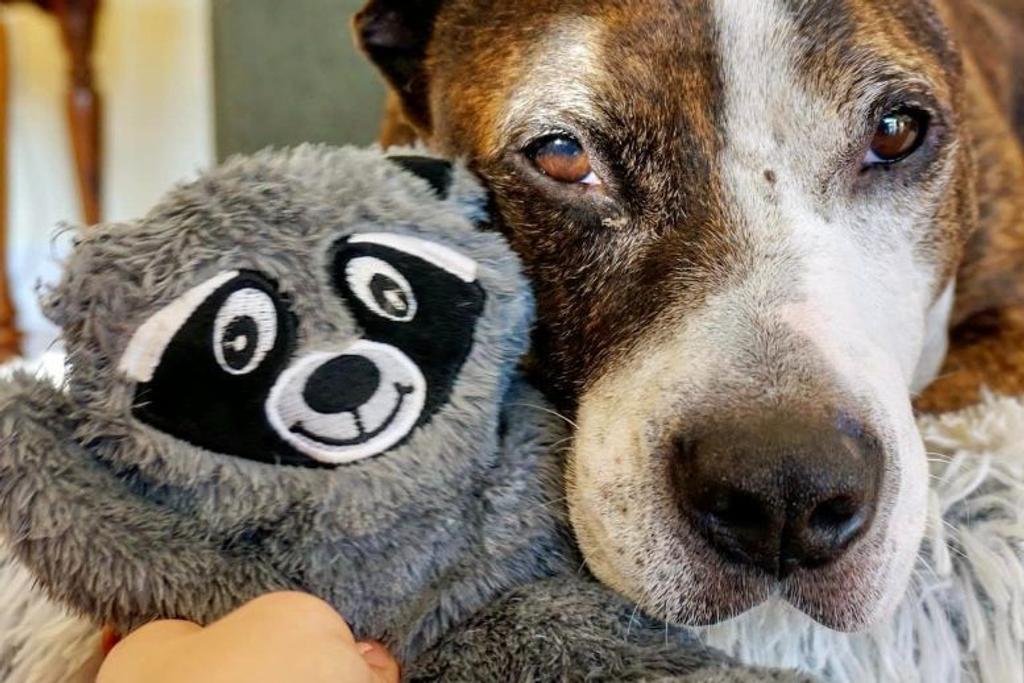 Adoption Rescue Pitbull Viral