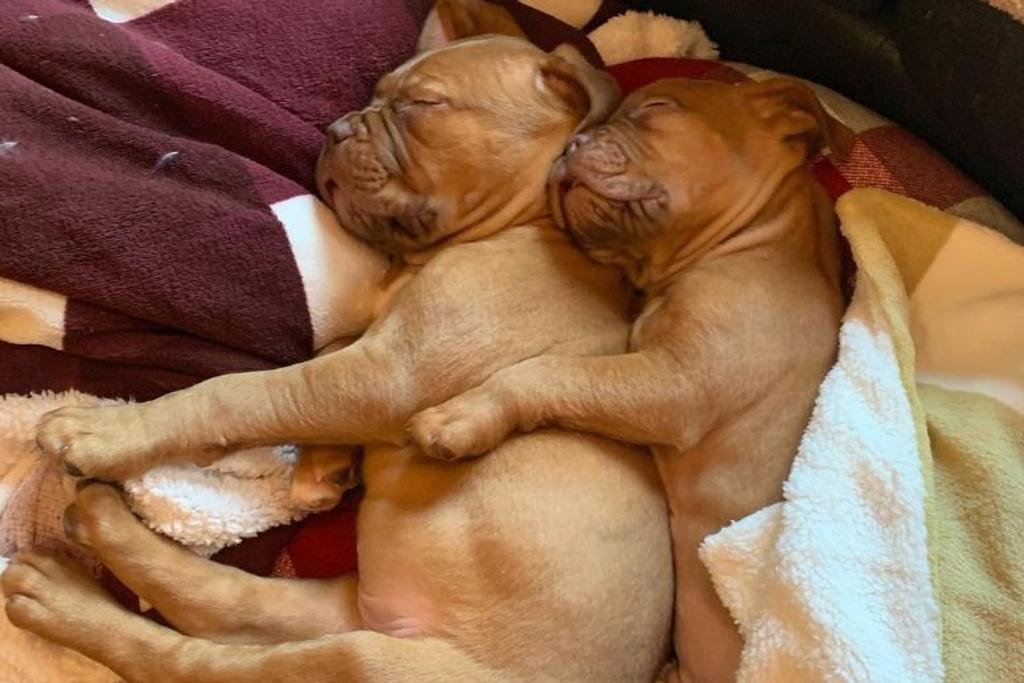 Dogs Sleeping Together Loyal