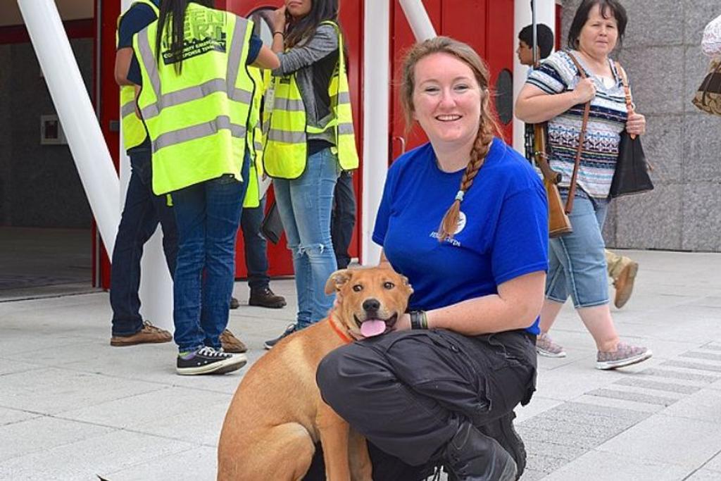 Animal Shelter Rescue Dog