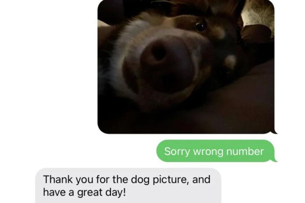 Funny Dog Fails Viral