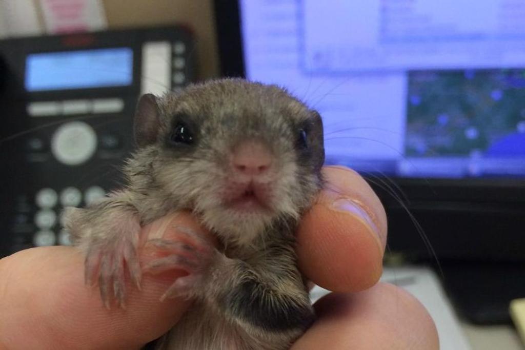 Florida squirrel rescue story