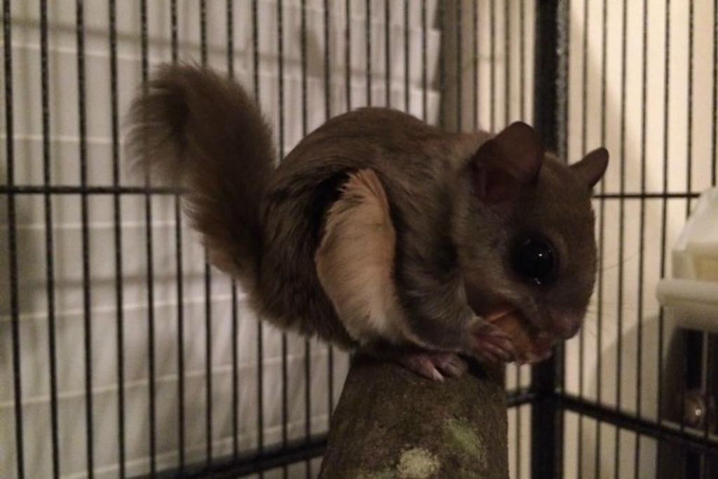 squirrel pet rescue story