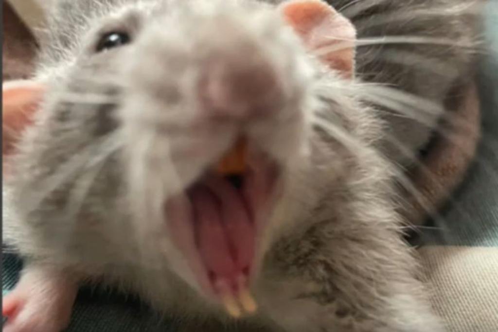 Illinois pet rats stigma