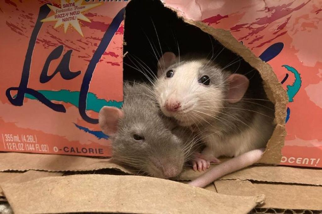 viral rats adoption story