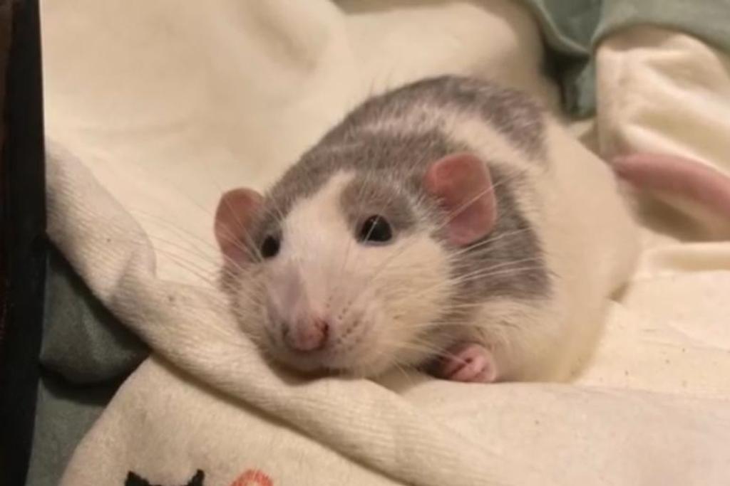 family adoption rat pets