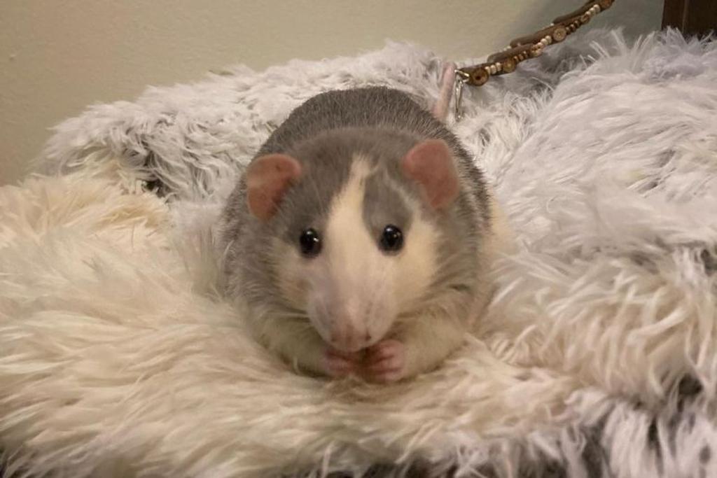 Instagram viral pet rats