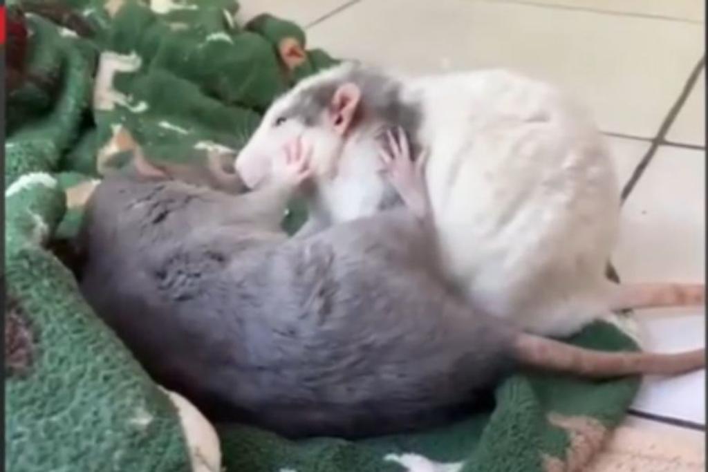 pet rats viral story