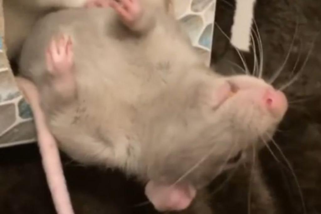 rat adoption viral story