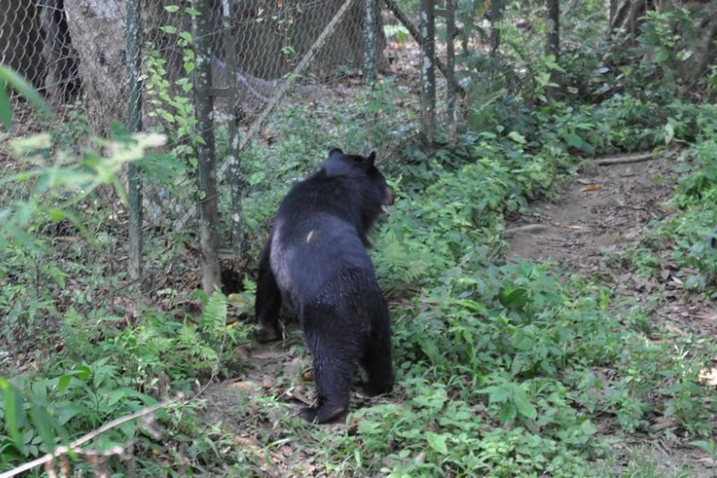 black bear animal rescue china