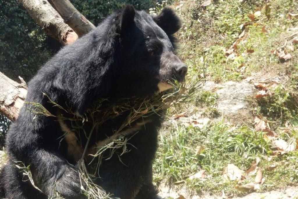 Asiatic Black Bear Endangered