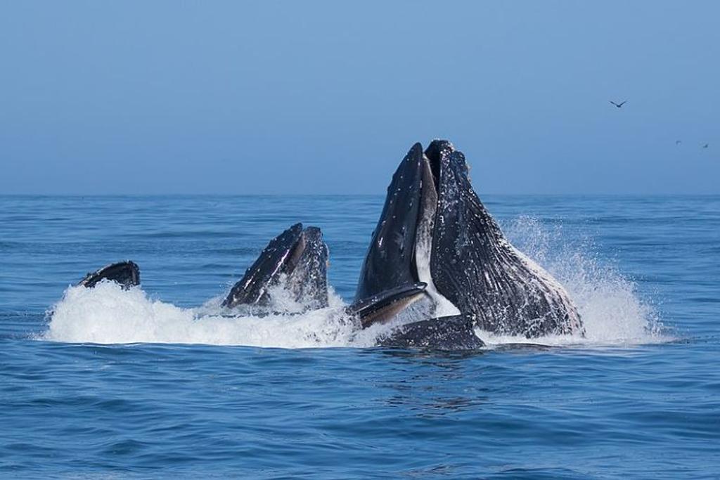 Humpback Whale animal facts