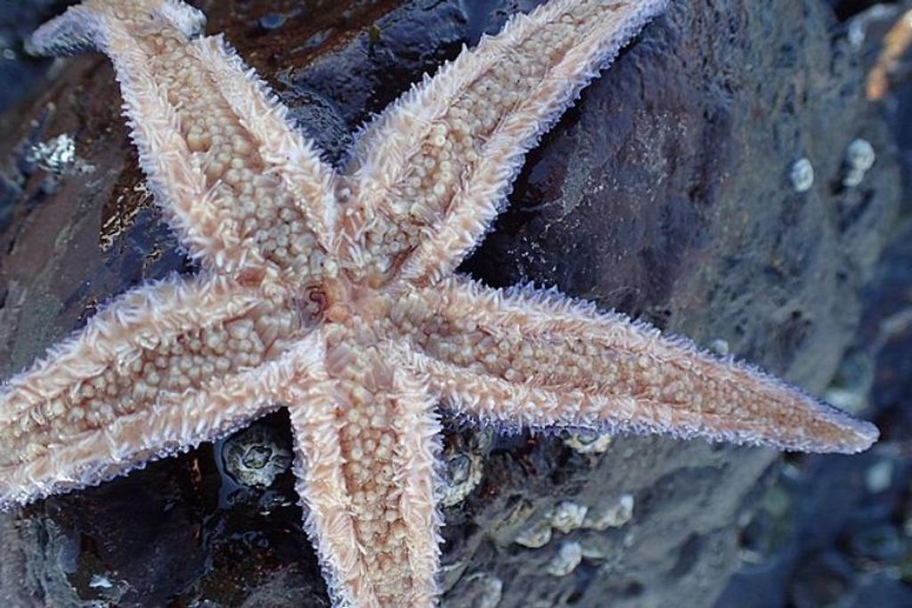 Sea Stars animal facts