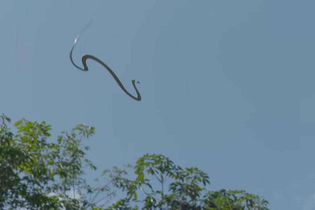 Flying Snake animal survival