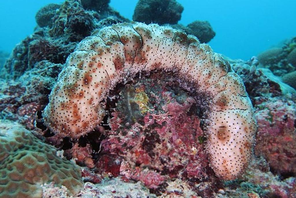 Sea Cucumbers animal prey survival