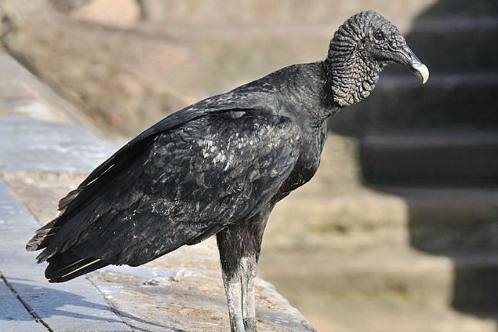 Vulture diet weird facts