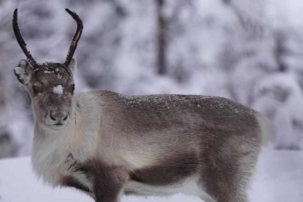 Reindeer Vision animal facts