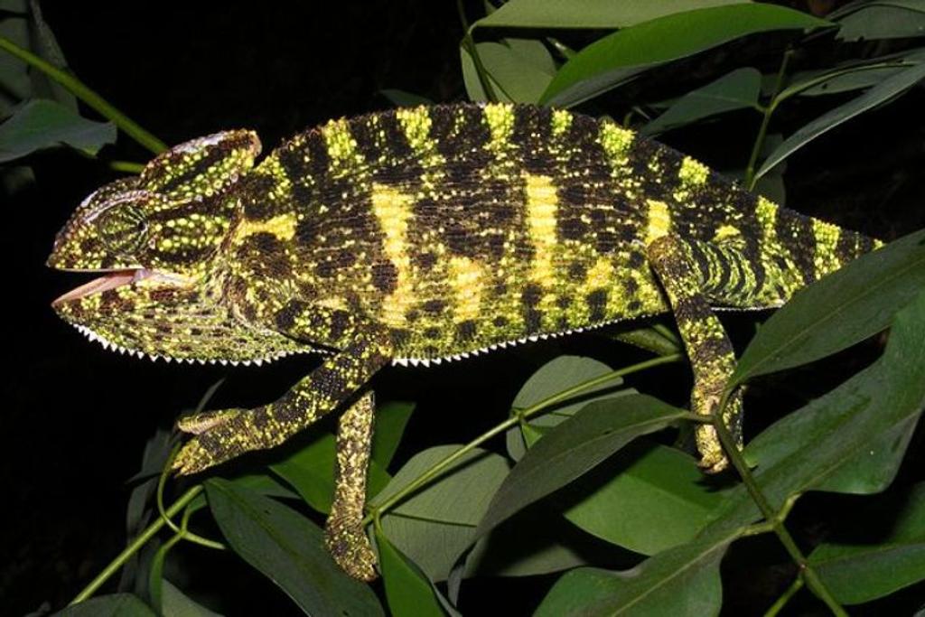 Indian Chameleon camouflage survival
