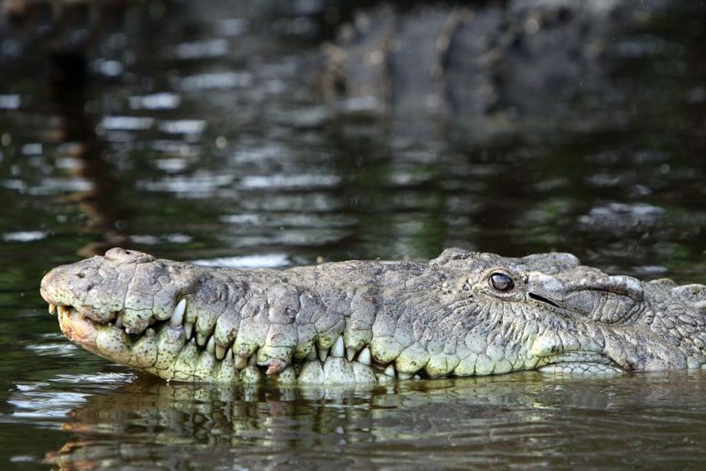 Crocodiles diet weird facts