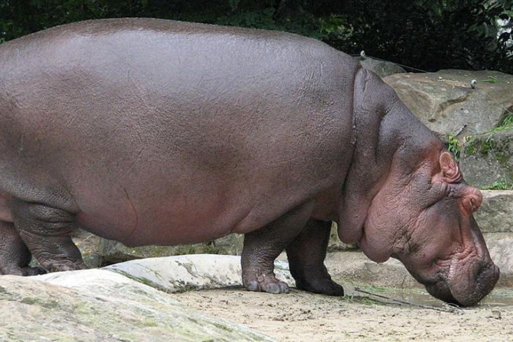 Hippopotamus skin sun protection