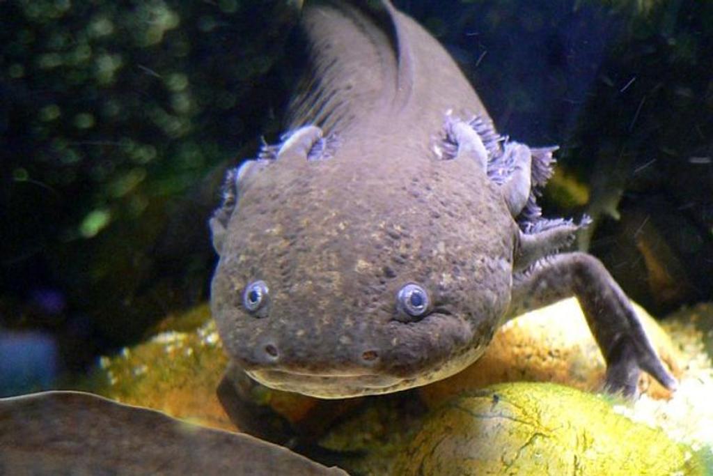 Axolotl Regenerate animal survival