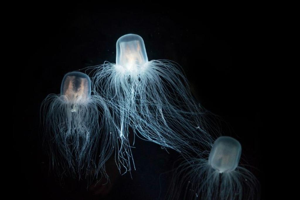 Immortal Jellyfish animal survival