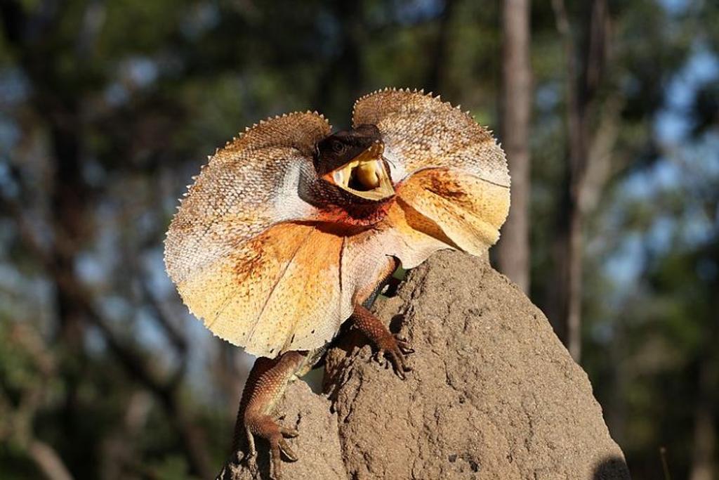 Frilled Lizard survival facts