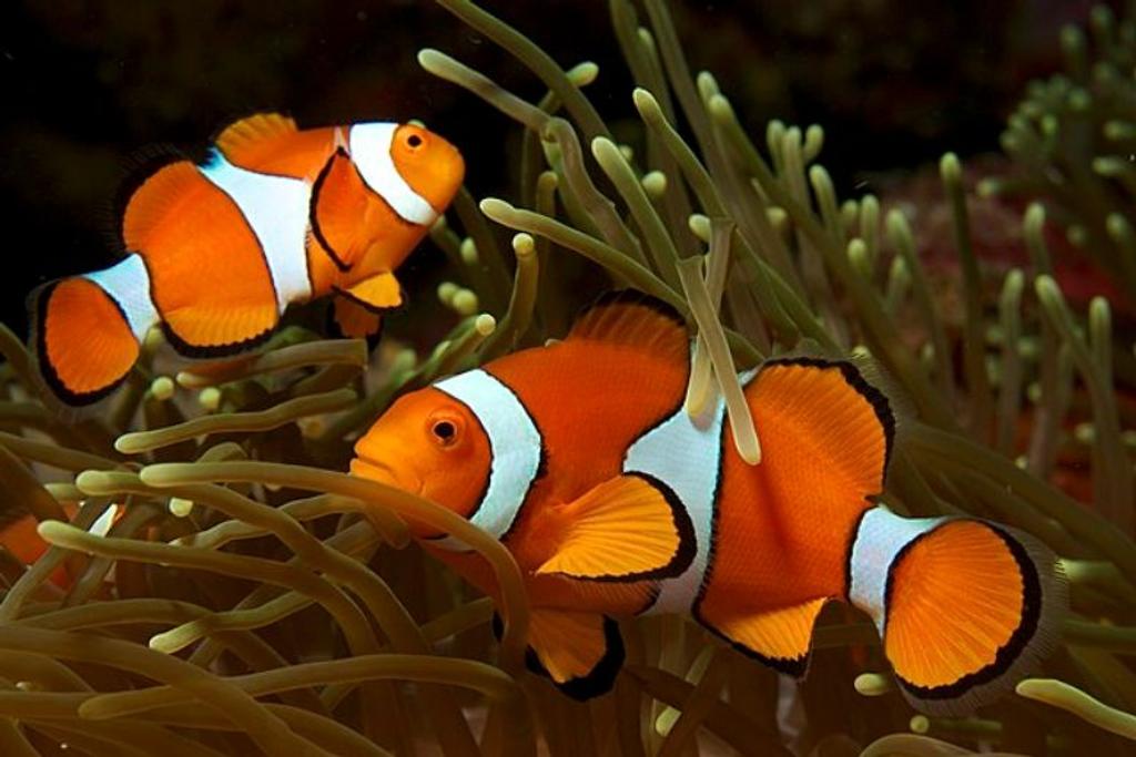 Clownfish animal reproduction facts