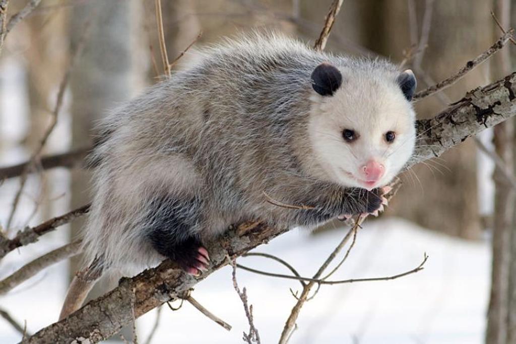 Opossum venom animal facts