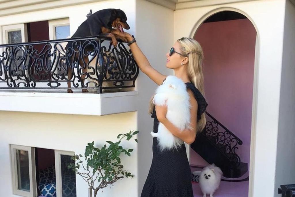 Paris Hilton expensive dog