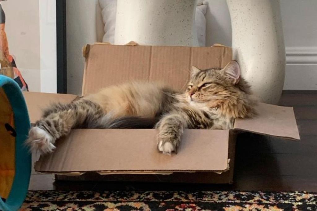 cat box pet hacks