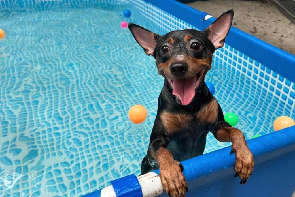 dog pool pet hacks