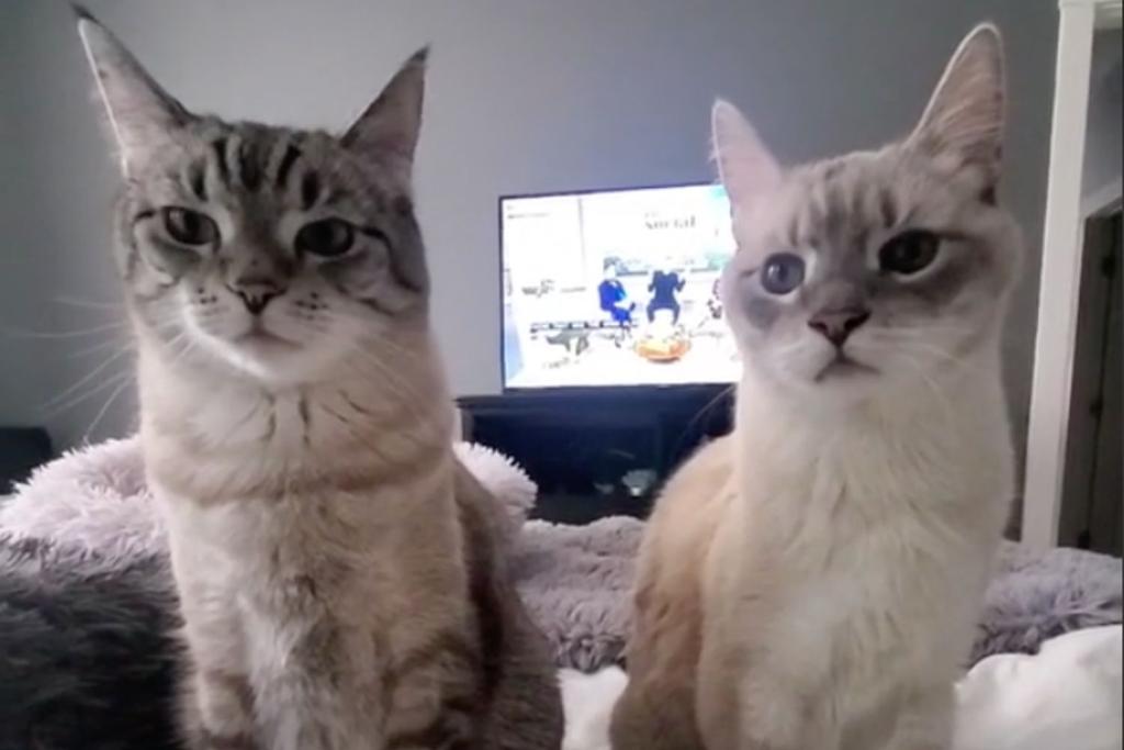cats viral TikTok video