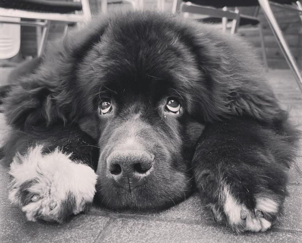 Sherman puppy viral Instagram
