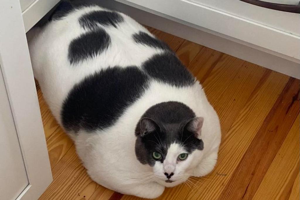 Patches overweight cat rescue