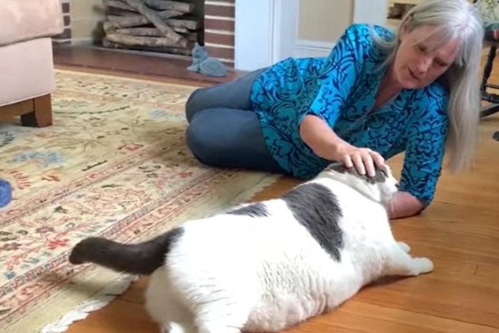 cat story overweight viral