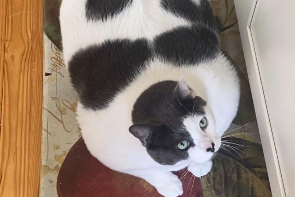 Patches overweight cat viral